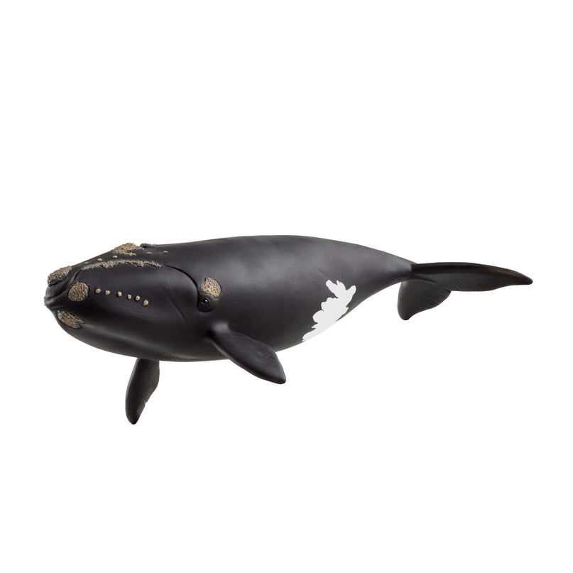 SCHLEICH WILD LIFE Põhjaatlandi vaal