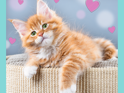 TREFL Pusle komplekt Kassipojad, 3 tk