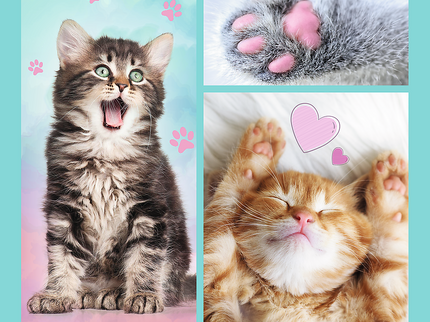 TREFL Pusle komplekt Kassipojad, 3 tk