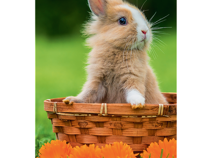 TREFL Mini 54 pusle Armsad loomad