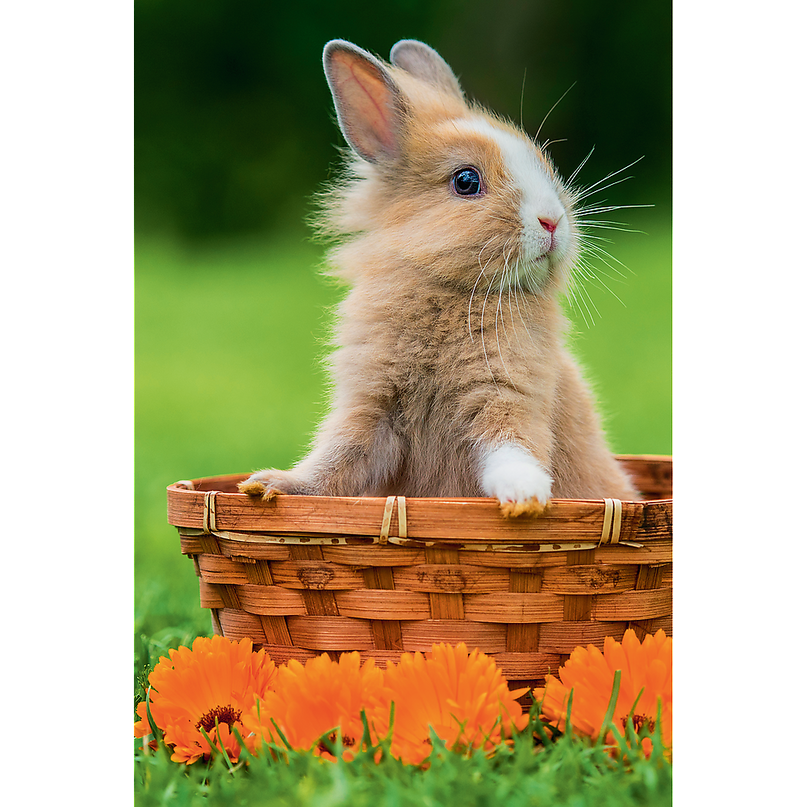 TREFL Mini 54 pusle Armsad loomad