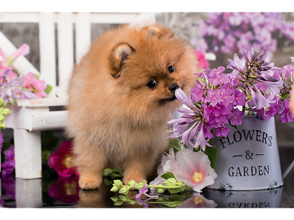 TREFL Mini 54 pusle Armsad loomad