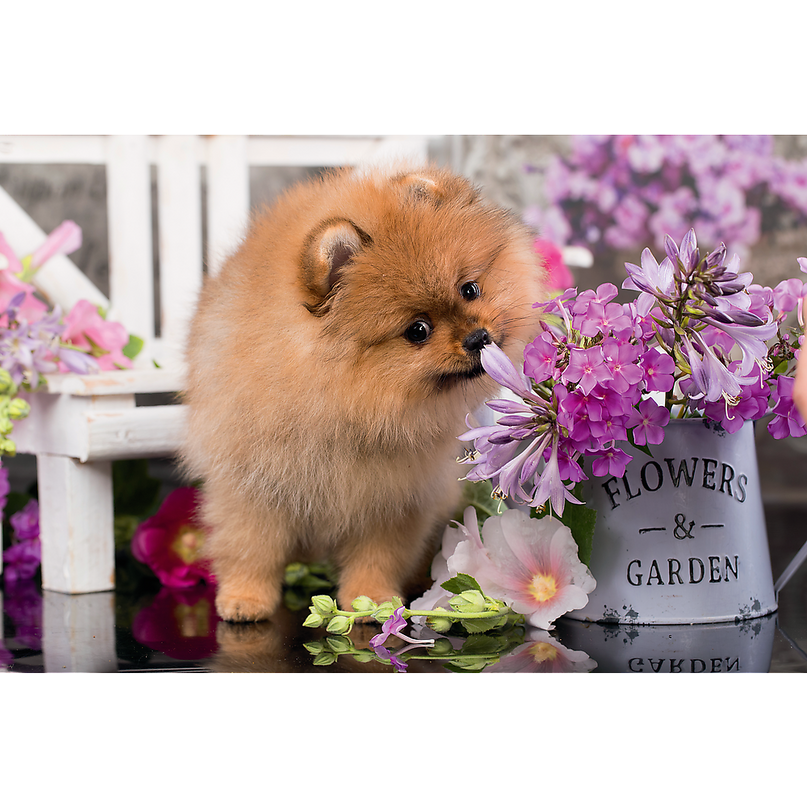 TREFL Mini 54 pusle Armsad loomad