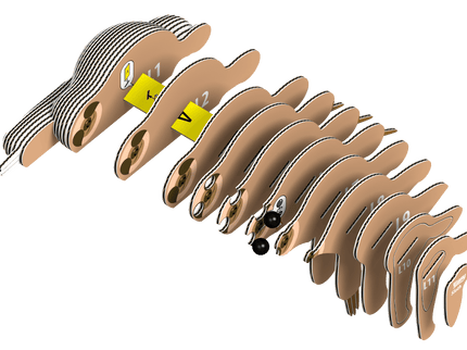 EUGY 3D kokkupandav mudel, Laiskloom