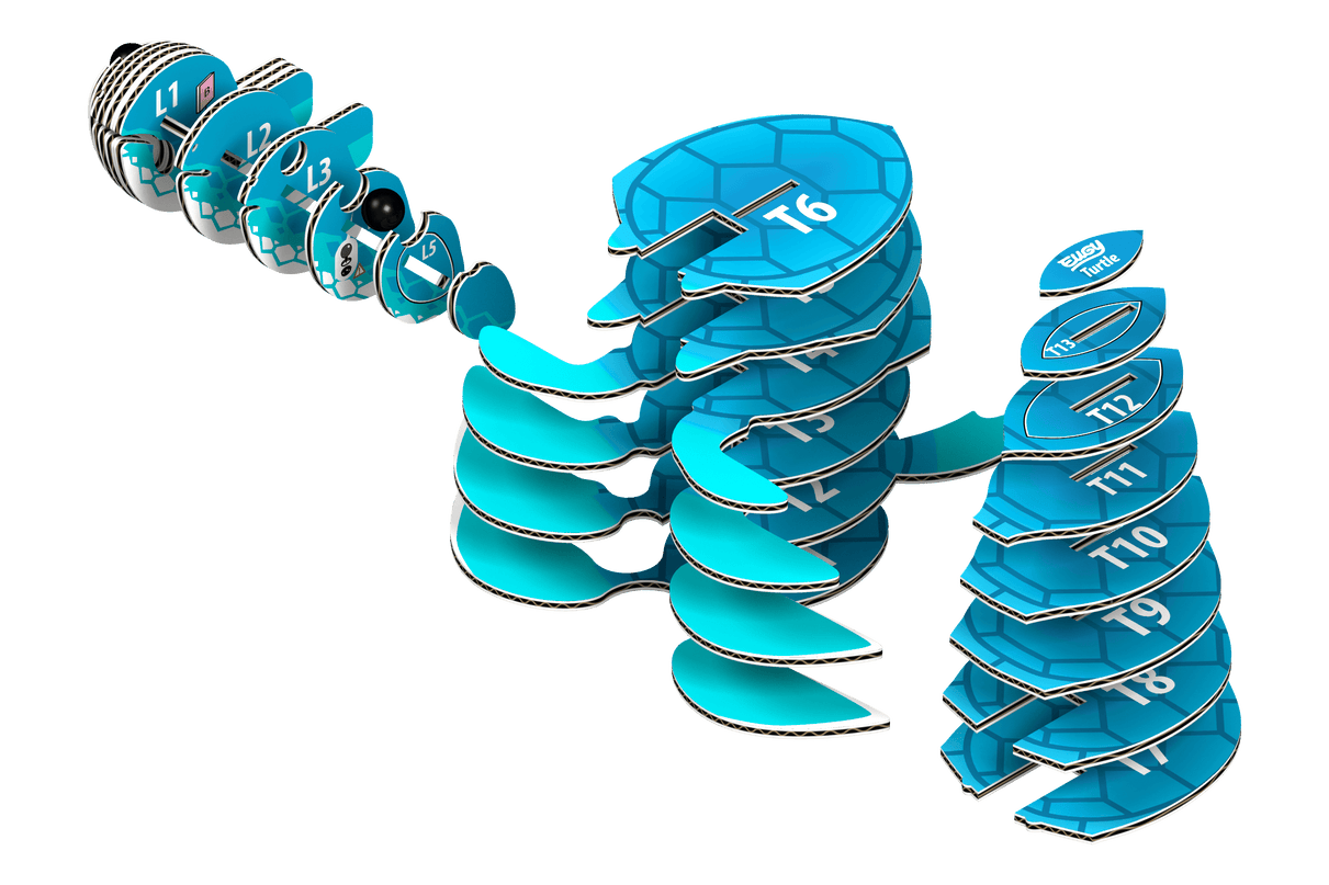 EUGY 3D kokkupandav mudel, Kilpkonn