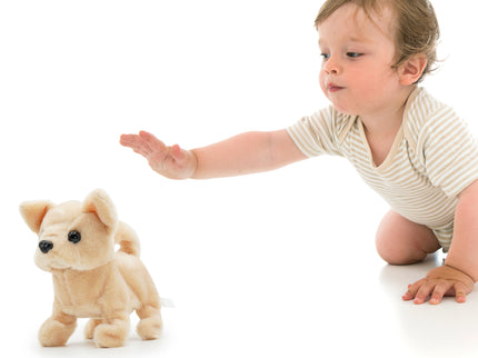 PUGS AT PLAY Kõndiv koer Chili